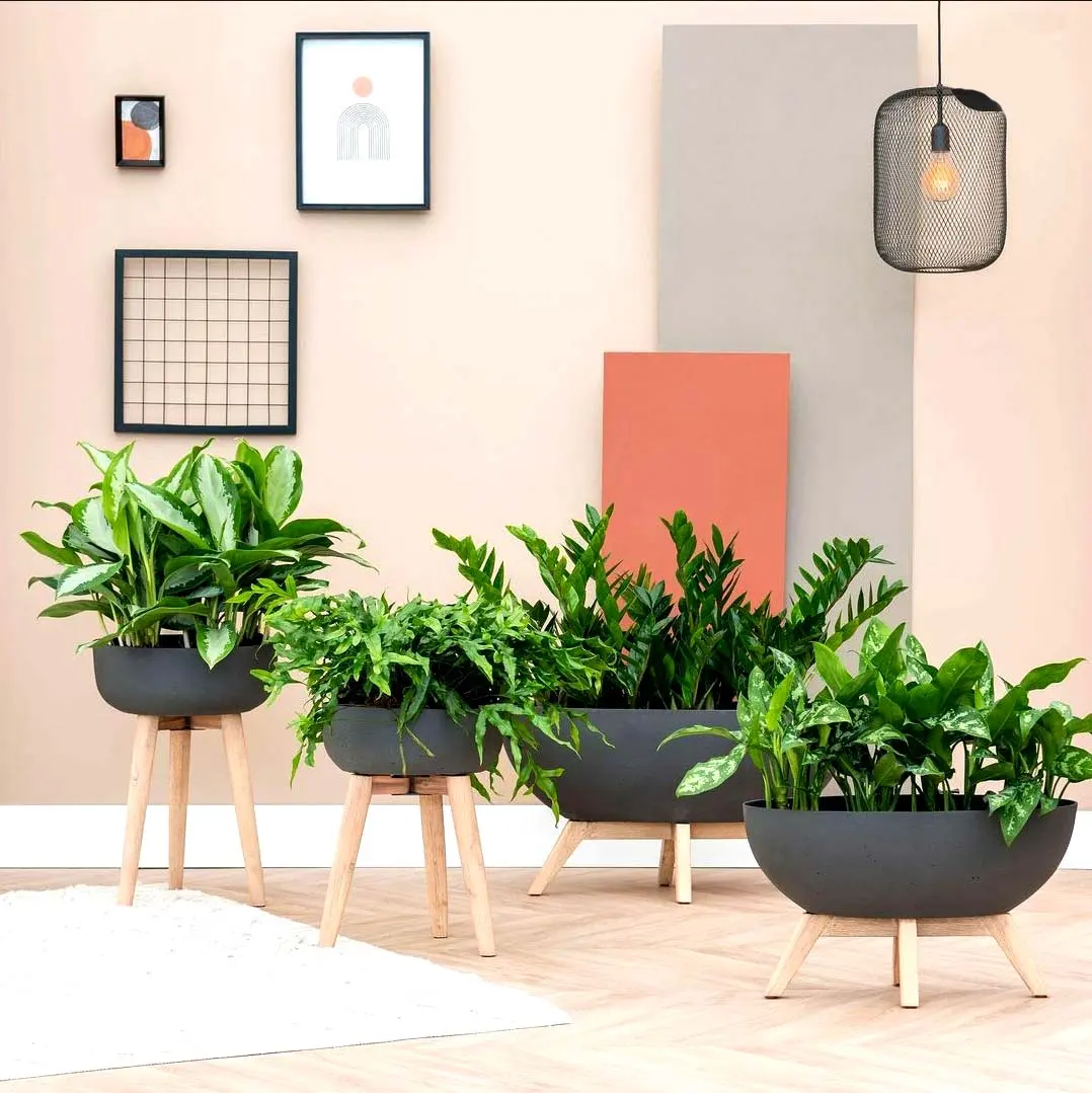 Collection of decorative indoor plants and planters