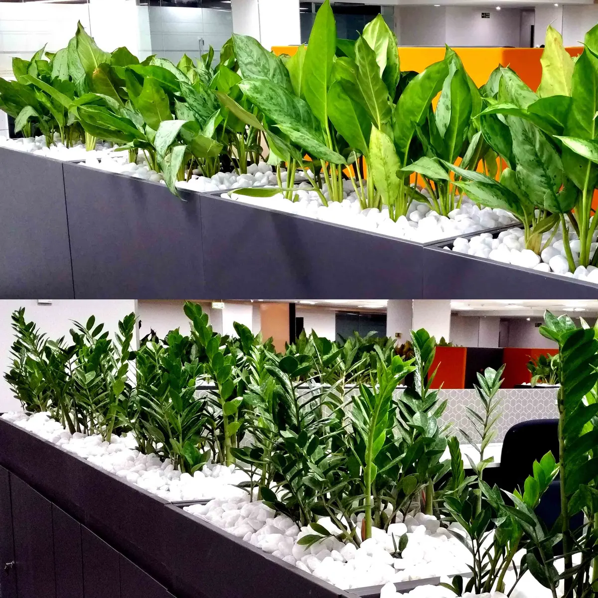 Maintained indoor plants supplied on hire