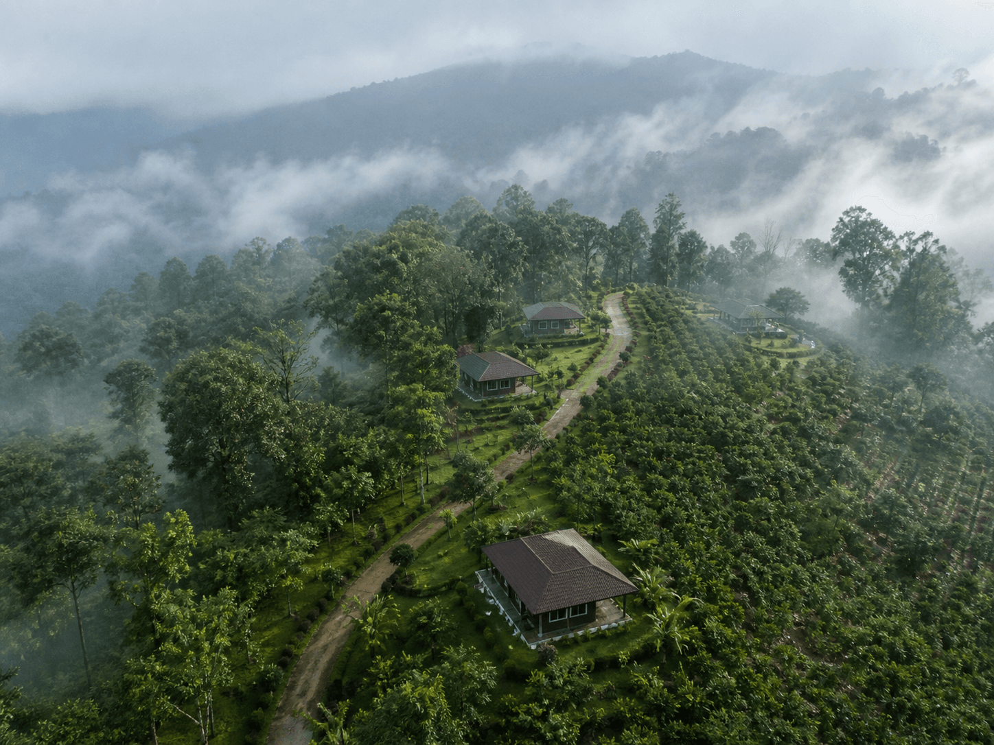 Star Woods Estate countryside view in Madikeri